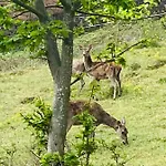 L’hippocampe Wangenbourg-Engenthal