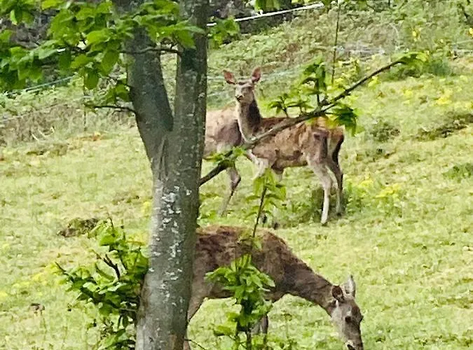 L'hippocampe Wangenbourg-Engenthal